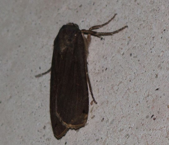 Noctua pronuba